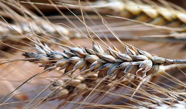 Zabiegi herbicydowe na kukurydzę - skuteczne rozwiązania od innvigo!